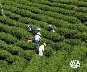 Crowd Farming